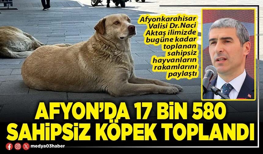 Afyon’da 17 Bin 580 sahipsiz köpek toplandı
