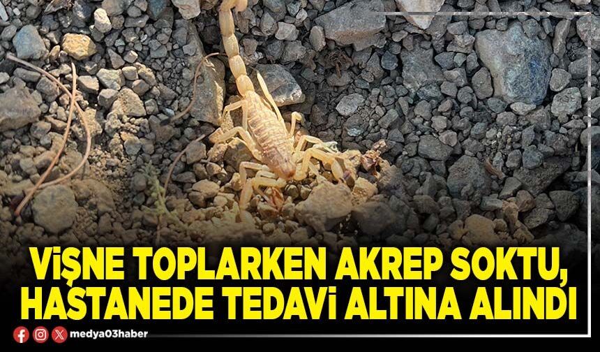 Vişne toplarken akrep soktu, hastanede tedavi altına alındı