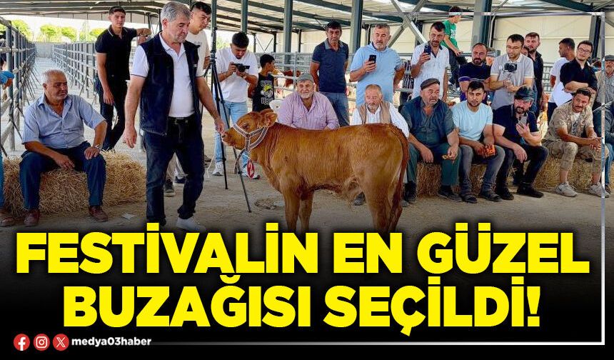 Festivalin en güzel buzağısı seçildi!