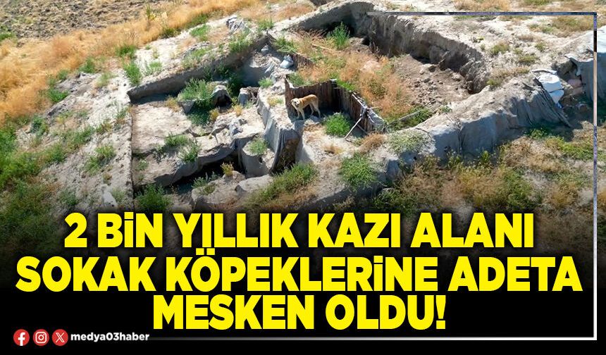 2 Bin yıllık kazı alanı sokak köpeklerine adeta mesken oldu!