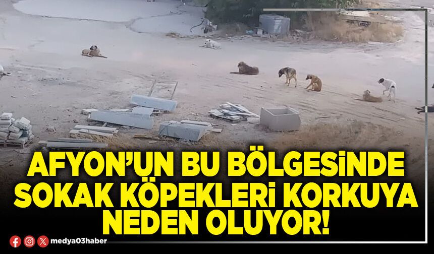 Afyon’un bu bölgesinde sokak köpekleri korkuya neden oluyor!