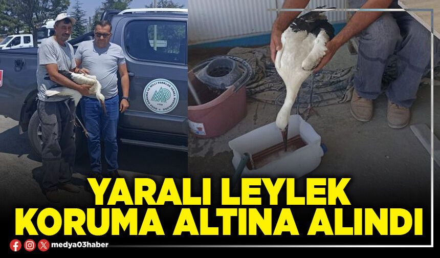 Yaralı leylek koruma altına alındı
