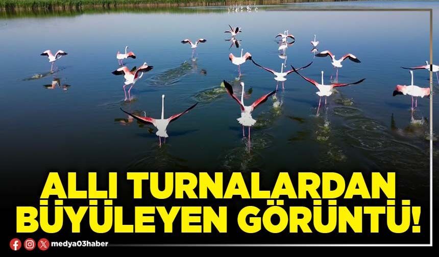 Allı turnalardan büyüleyen görüntü!