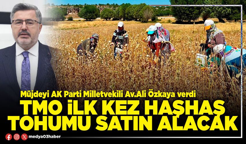 TMO ilk kez haşhaş tohumu satın alacak