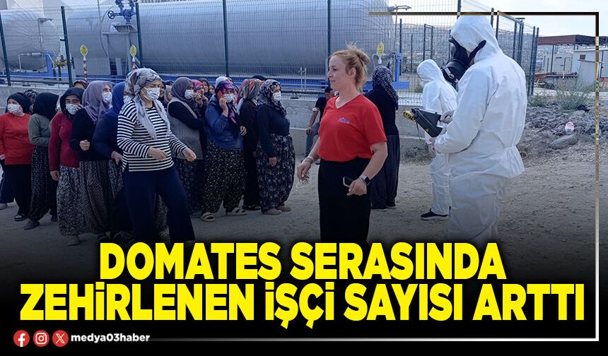 Domates serasında zehirlenen işçi sayısı arttı