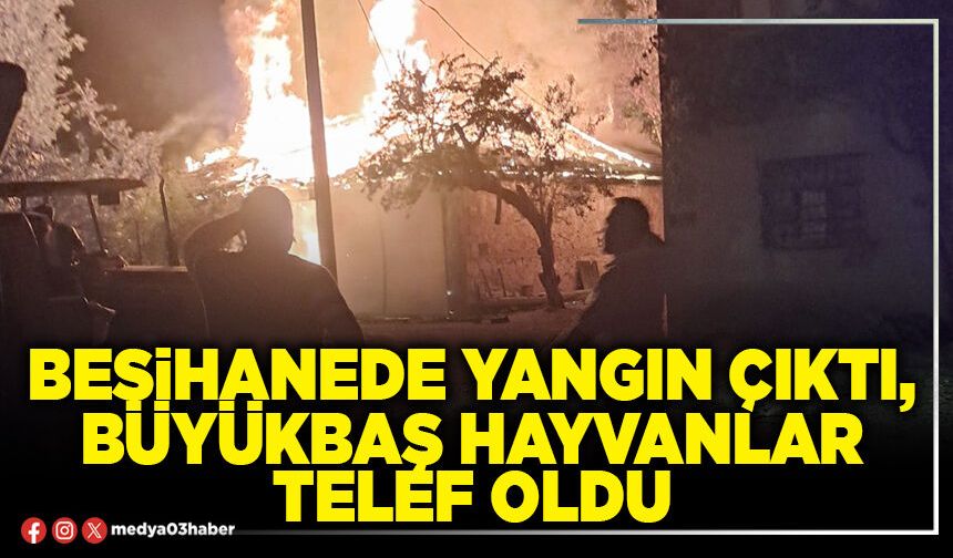 Besihanede yangın çıktı, büyükbaş hayvanlar telef oldu