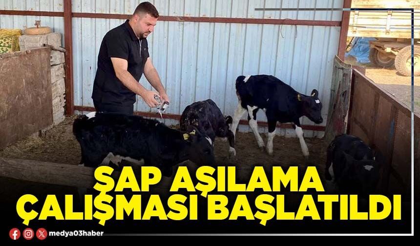 Şap aşılama çalışması başlatıldı