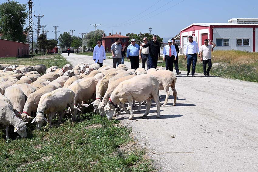 04 Haziran2515